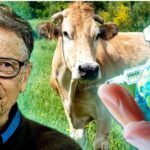 Bill Gates investerer millioner i ‘ klimavaksiner ’ for å redusere metanutslipp fra kyr