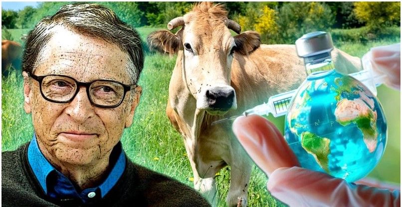 Bill Gates investerer millioner i ‘ klimavaksiner ’ for å redusere metanutslipp fra kyr