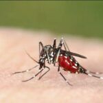 Tigermygg skaper denguefeber-frykt før OL og fotball-EM