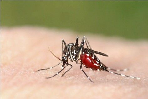 Tigermygg skaper denguefeber-frykt før OL og fotball-EM
